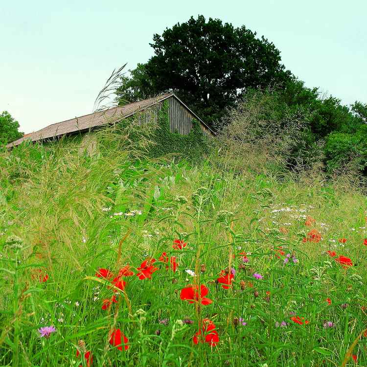 Hinter bunten Wiesen