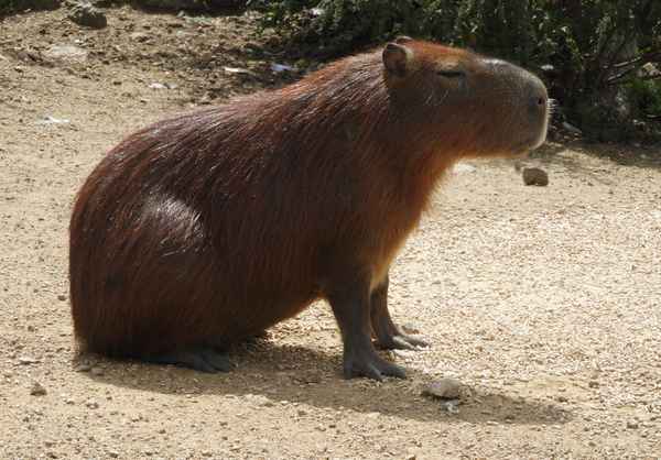 Das Capybara aus Uruguay