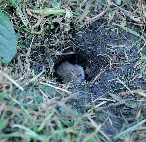 Ja, wer guckt denn da ?