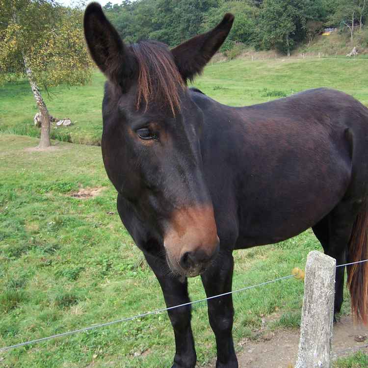 Maulpferd oder Maulesel?