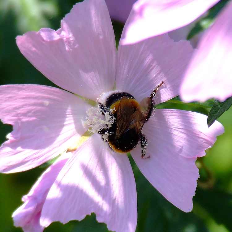 Hummel