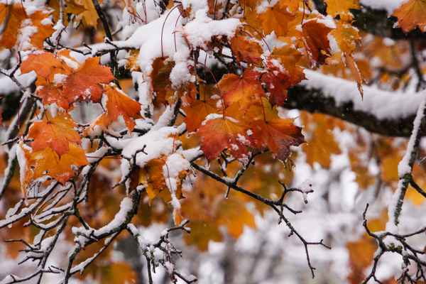 Oktober-Schnee_1