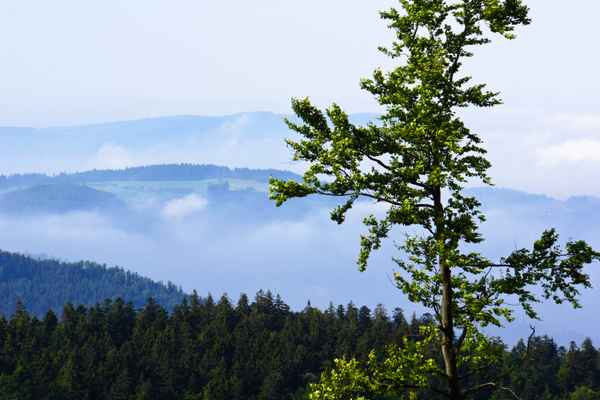 Fernsicht im Schwarzwald 4