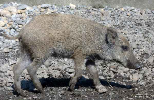 Wildschwein