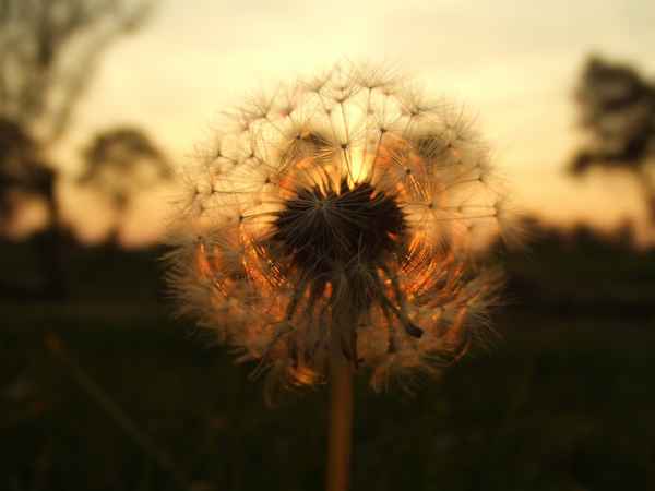 Pusteblume