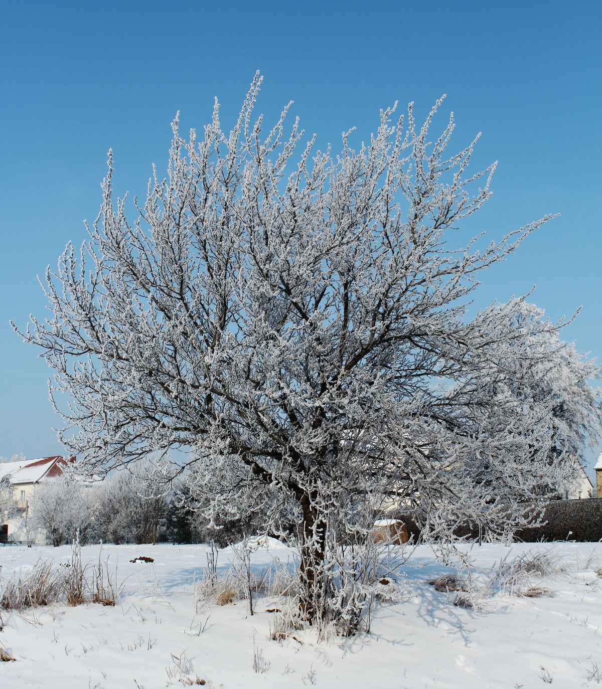 WS "Winterpflaume"