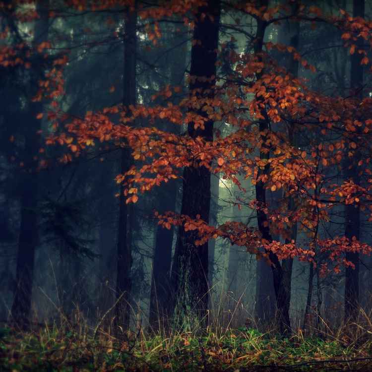 Nebelwald
