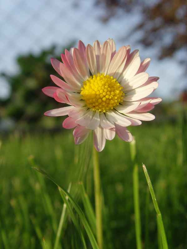 Gänseblümchen II