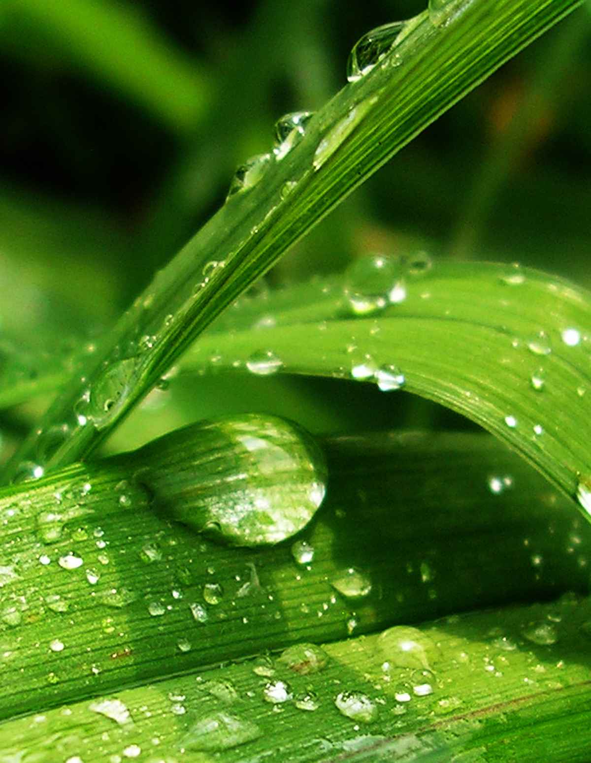 Gras mit Regentropfen