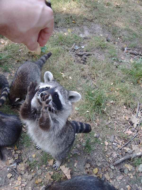 Waschbären in Gangelt (Wildpark) 2