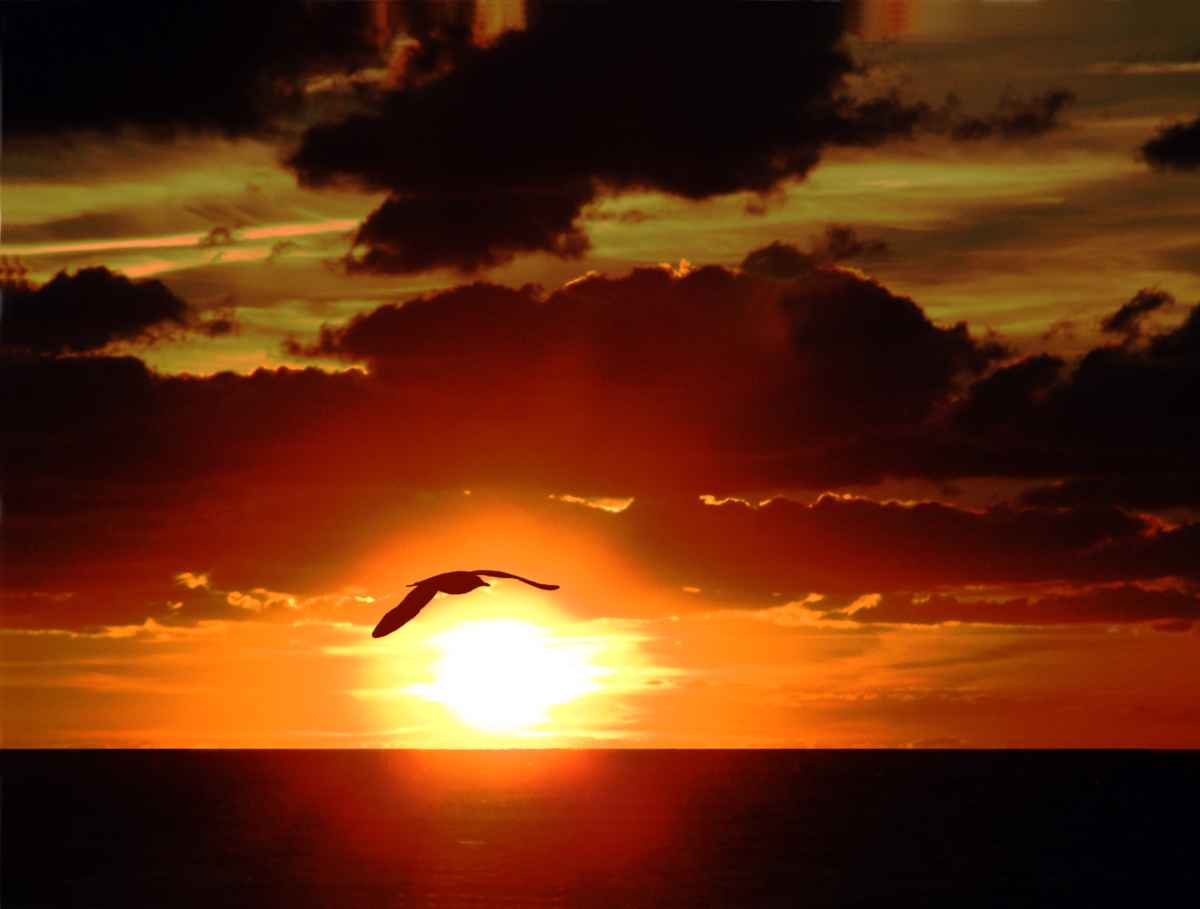 Sonnenvogel