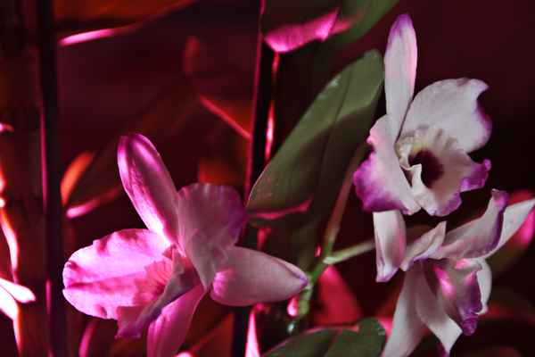 dendrobium