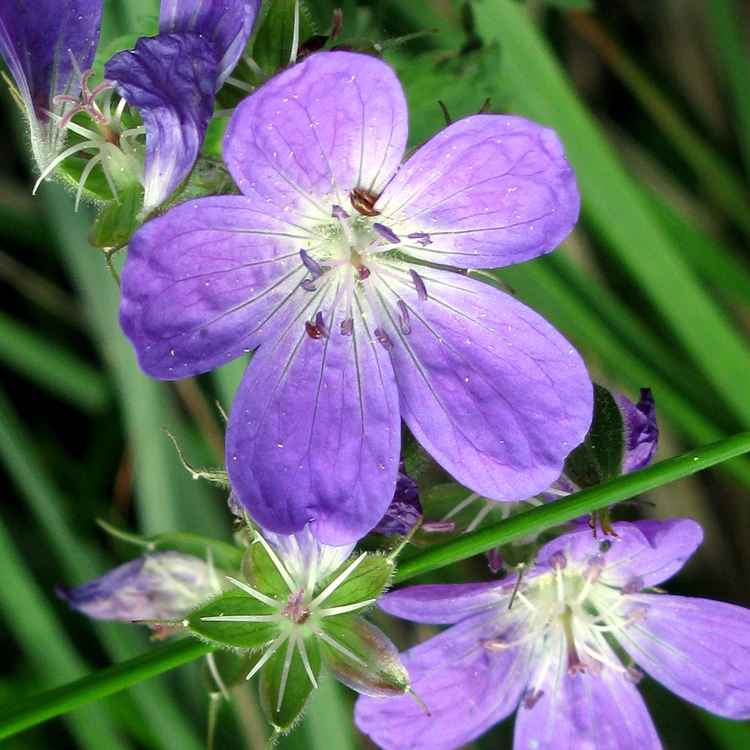 südtiroler Wiesenstorchschnabel