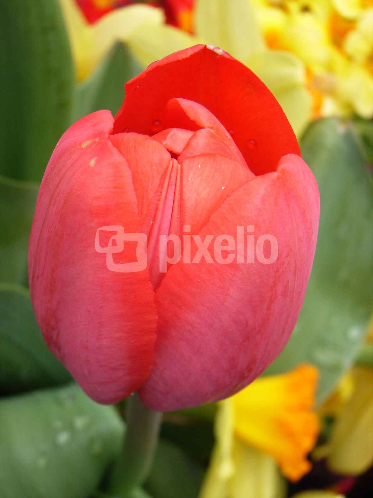 Rote Tulpe