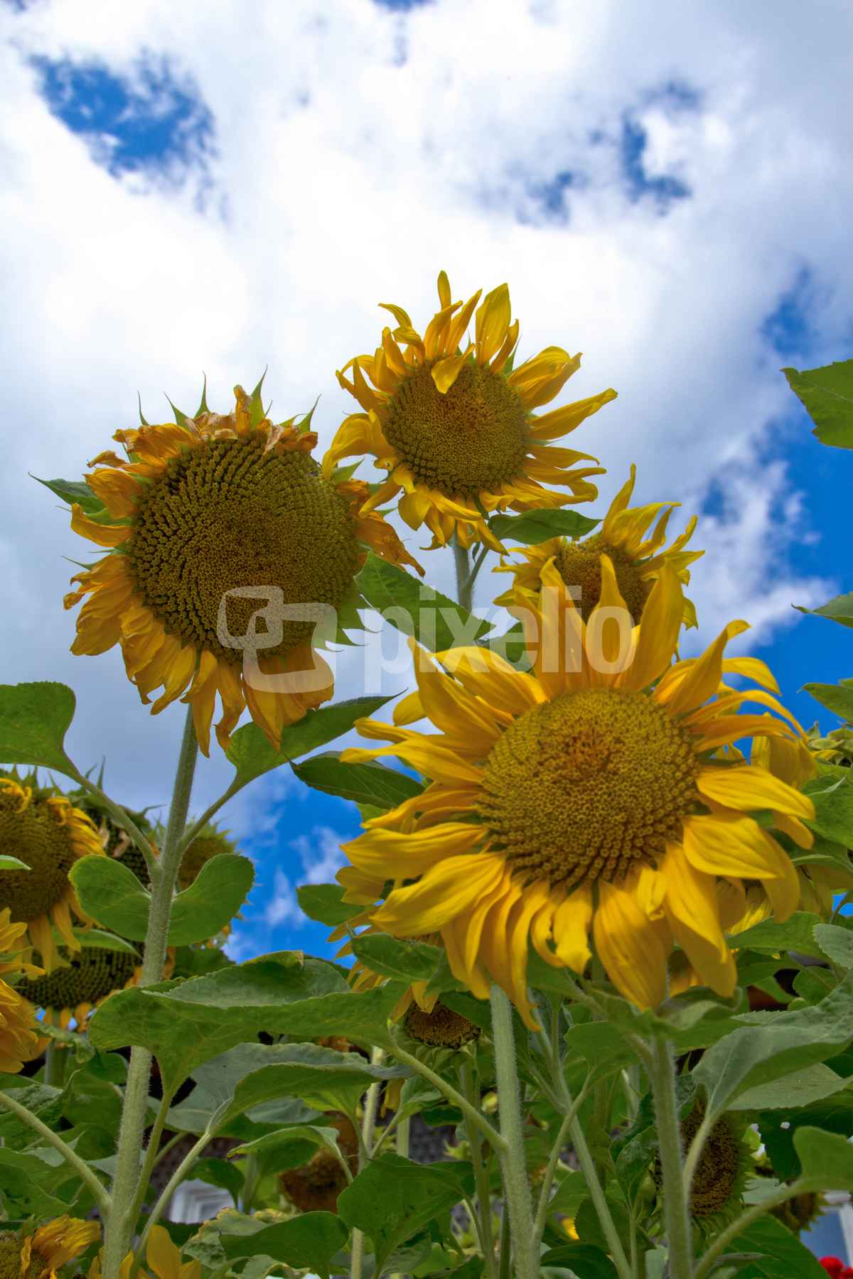 Sonnenblumen
