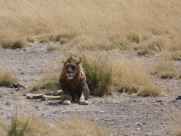 Löwen im Etosha Park (Namibia) 1