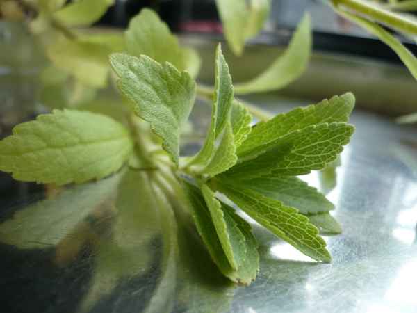 Stevia - Süßen auf die andere Art