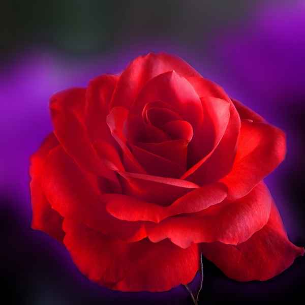Rote Rose