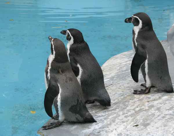 Pinguine