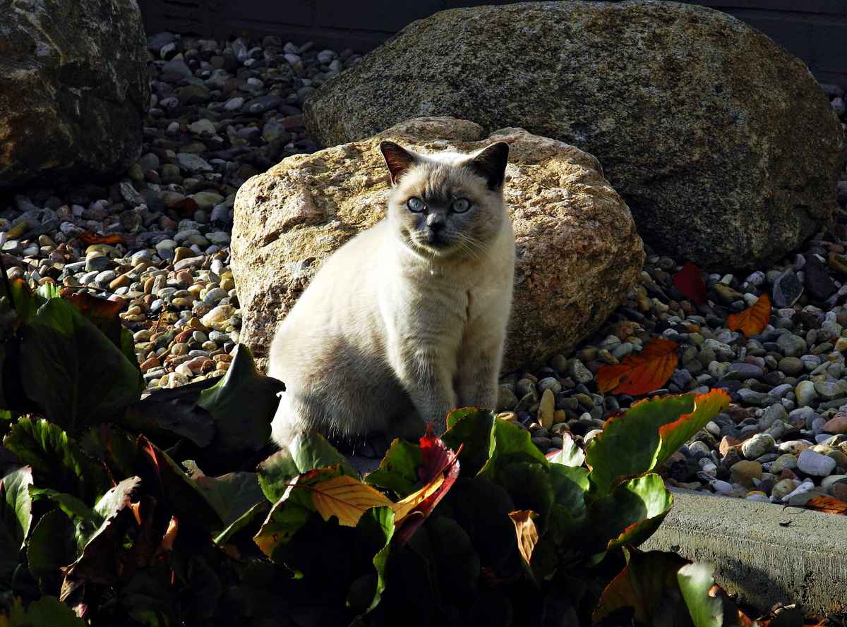 Die Katze, die den Winter sucht