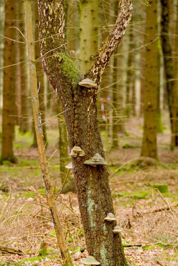 Baum