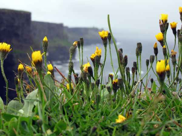 Cliffs of Moher