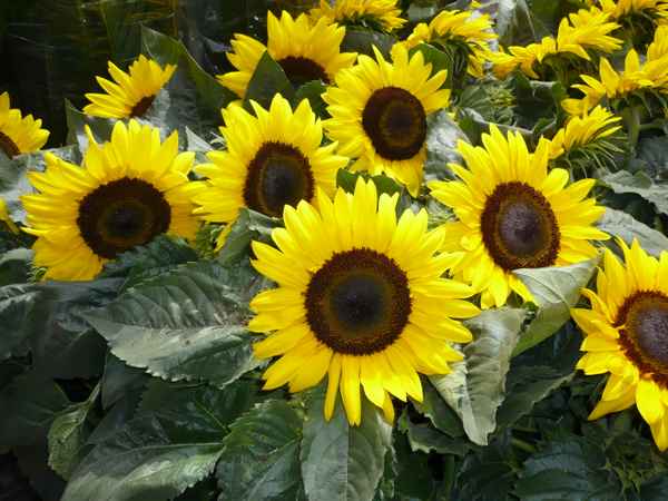  Lauter   Sonnenblumen
