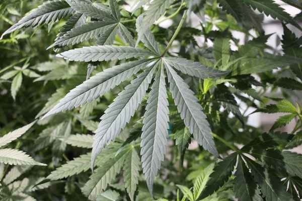 Cannabis, Hanf, Marihuana Foto