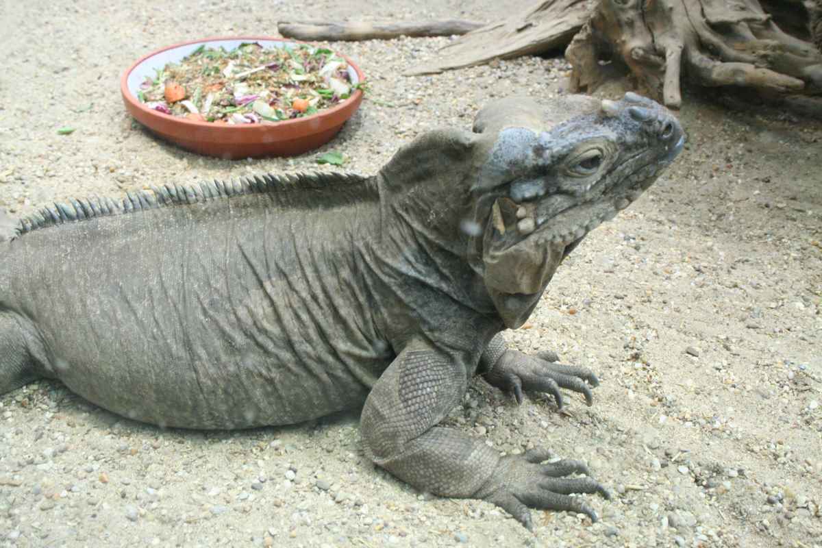 Leguan