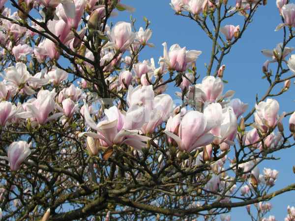 Magnolienblüten