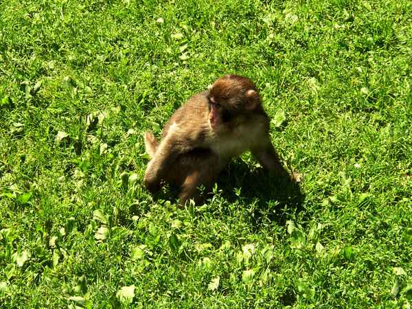 fang mich doch .....