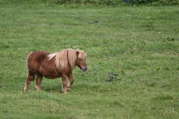 Ponys im Oberberg I