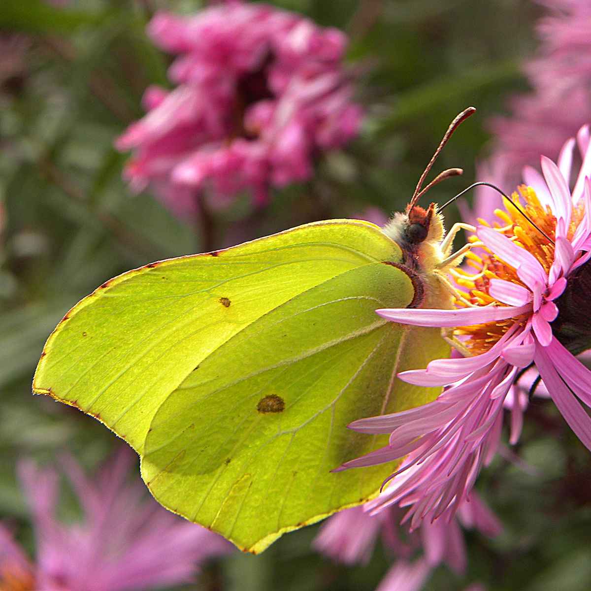 Zitronenfalter an Herbstaster
