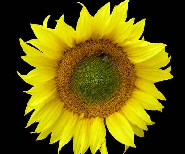 Sonnenblume mit Hummel