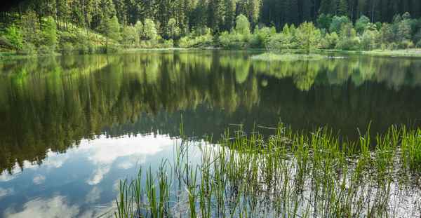 Sankenbachsee bei Baiersbronn 4