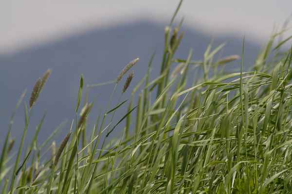Gräser im Wind