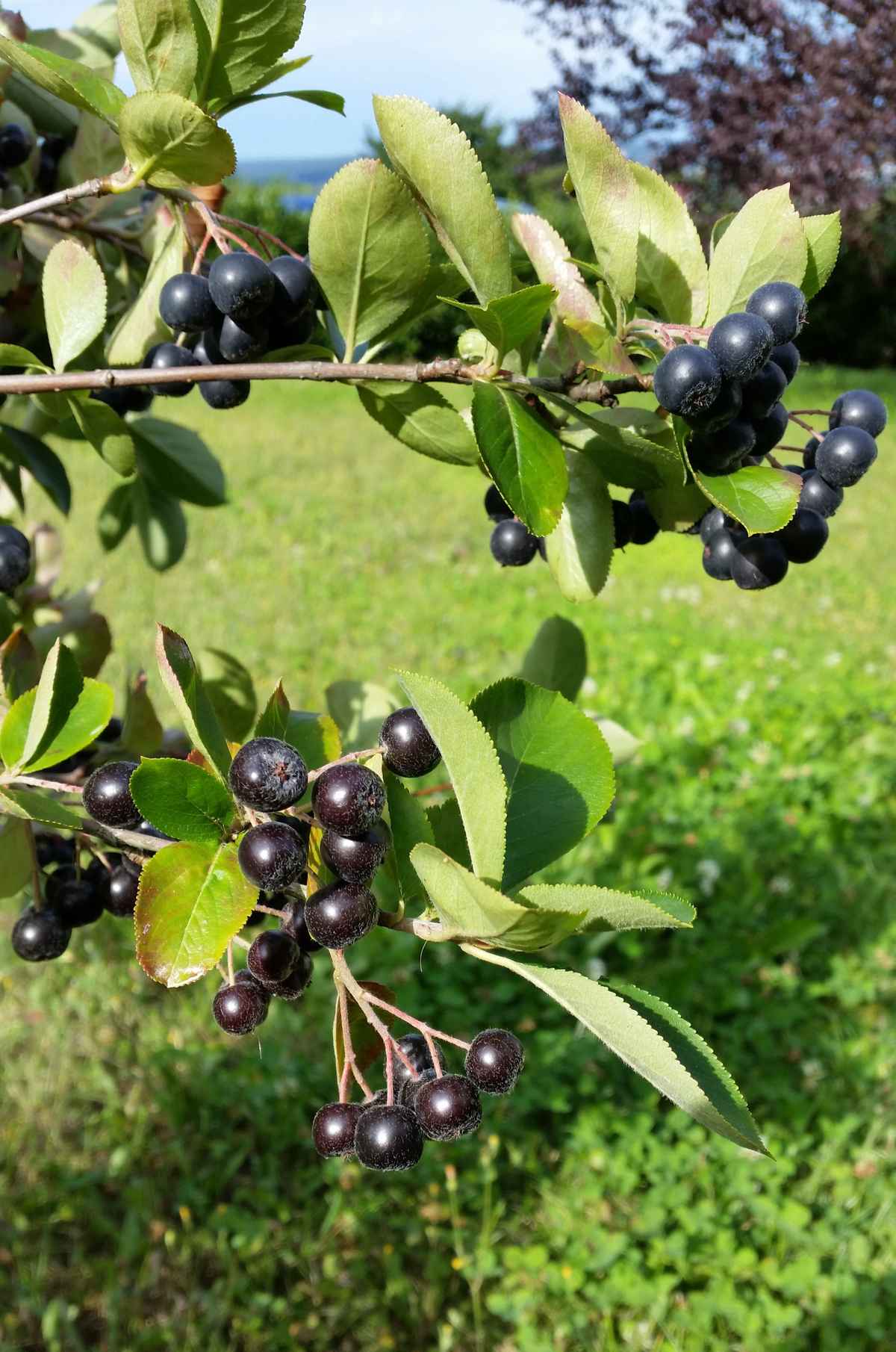 Aronia - Ernte 2016