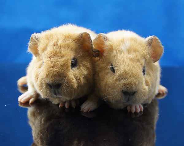 junge US Teddy Meerschweinchen