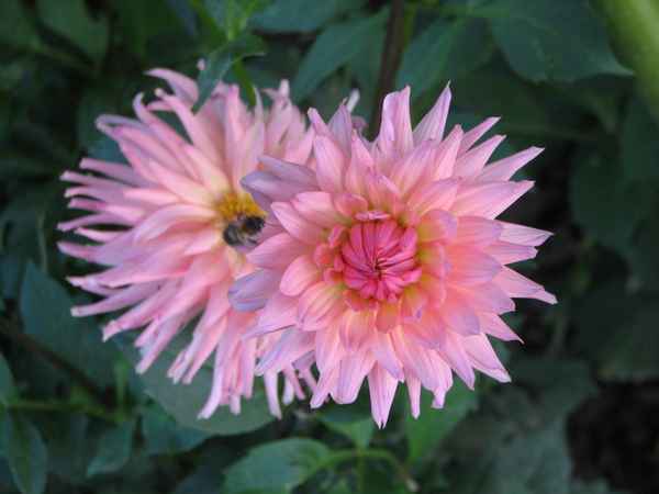 rosa-bräunliche Dahlie