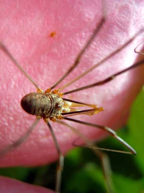 Weberknecht ganz nah
