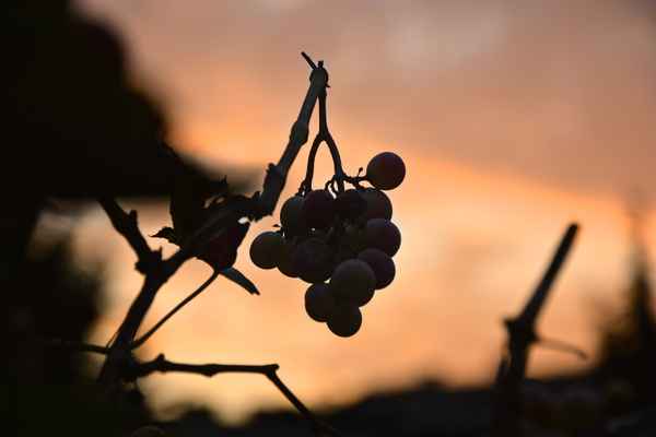 Weintrauben