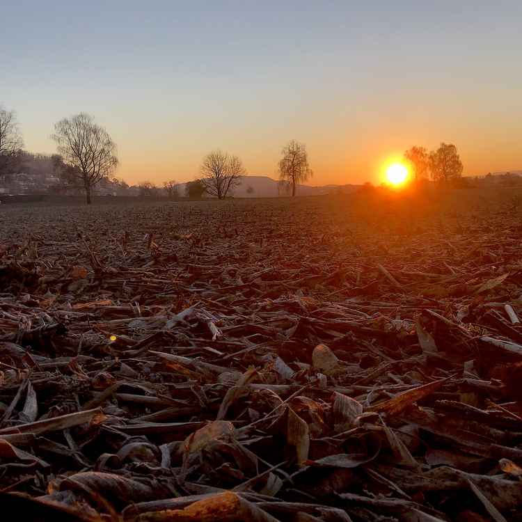 Morgendämmerung mit geerntetem Mais