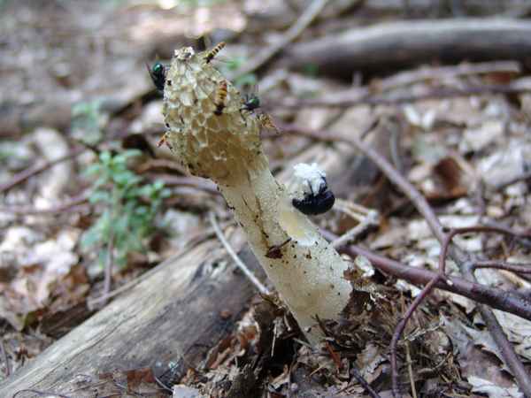 Stinkmorchel mit Besatz