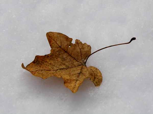 Blatt im Schnee