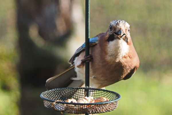 danke für den gedeckten tisch