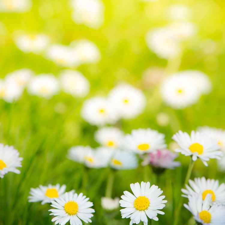 Blumenwiese im Frühling mit Gänseblümchen