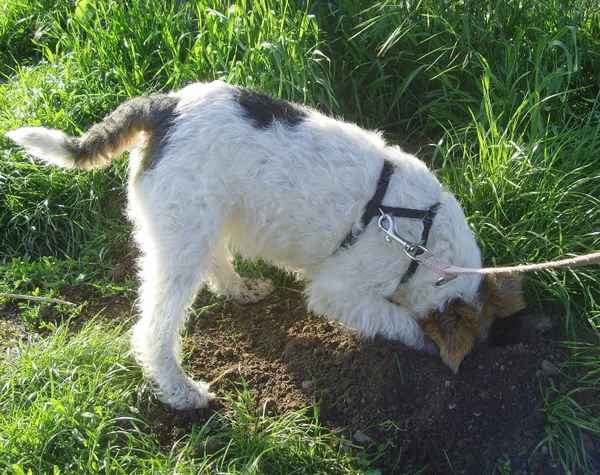 Des Terriers Welt...