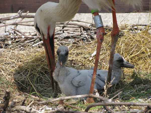 Nachwuchs im Storchenpark