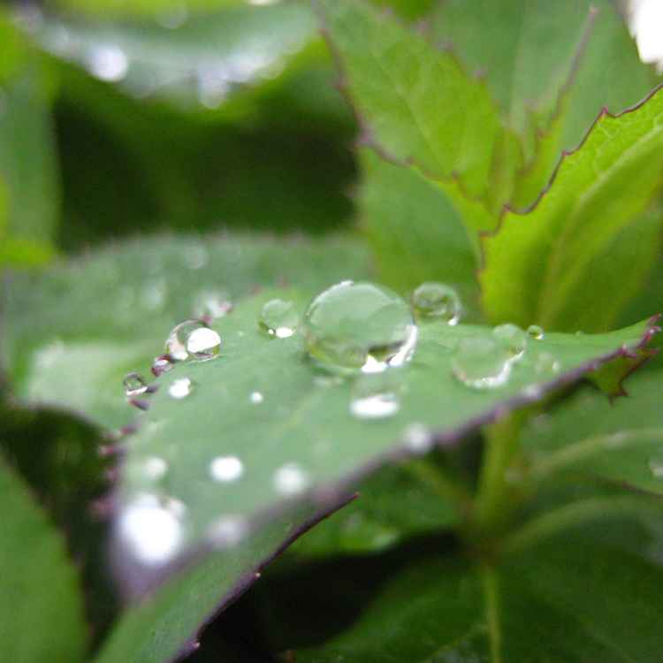 Wassertropfen 4