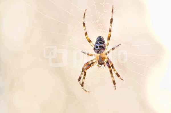 Kreuzspinne HDR